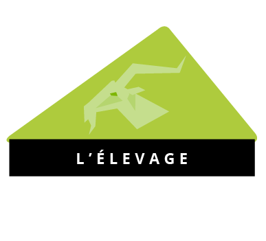 L'ÉLEVAGE